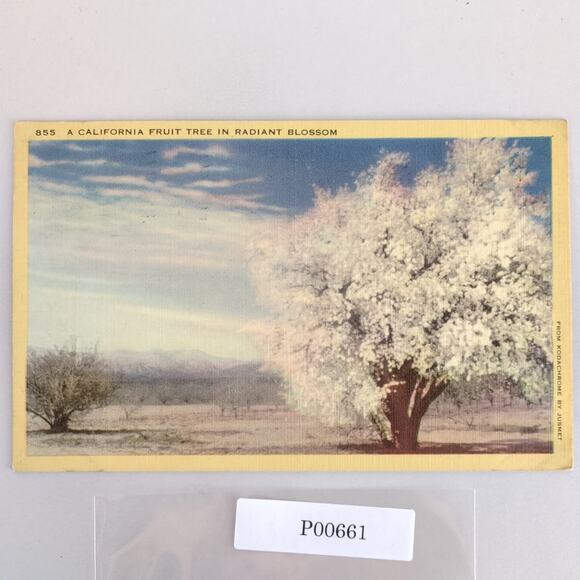 A California Fruit Tree in Radiant Bloom 1940s Linen Postcard 1943 Alhambra CA - Picture 1 of 2